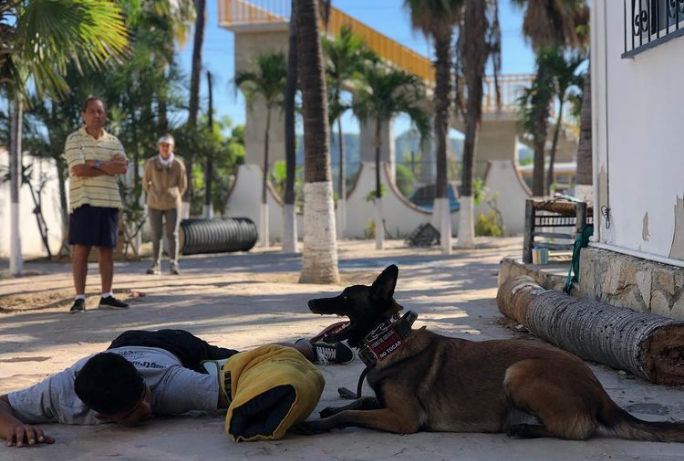 Curso de proteccion personal y perros de guardia-The-Dog-School