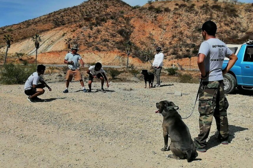 The Dog School adiestramiento de protecciòn personal