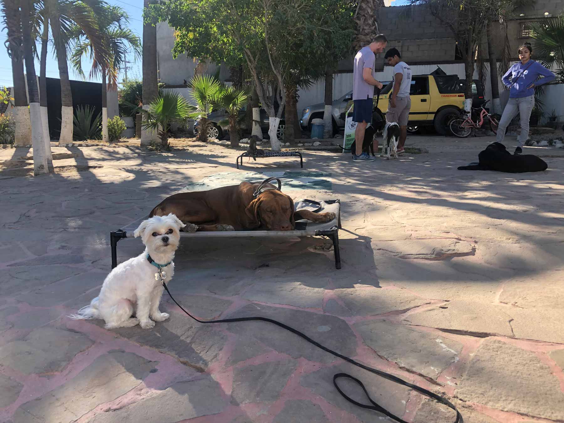 sucursal - The Dog School