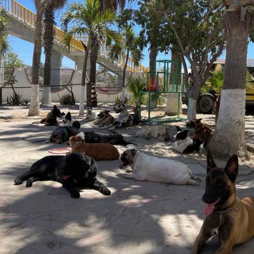 Board and Training - curso de Adiestramiento canino - The Dog School