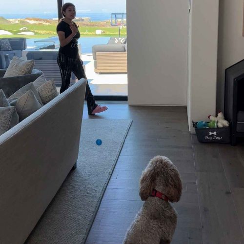 Private Training - curso de Adiestramiento canino - The Dog School