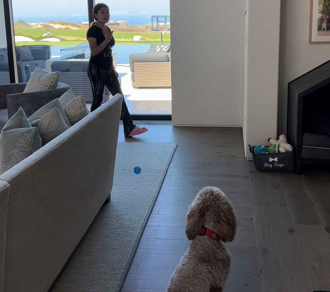 Private Training - curso de Adiestramiento canino - The Dog School