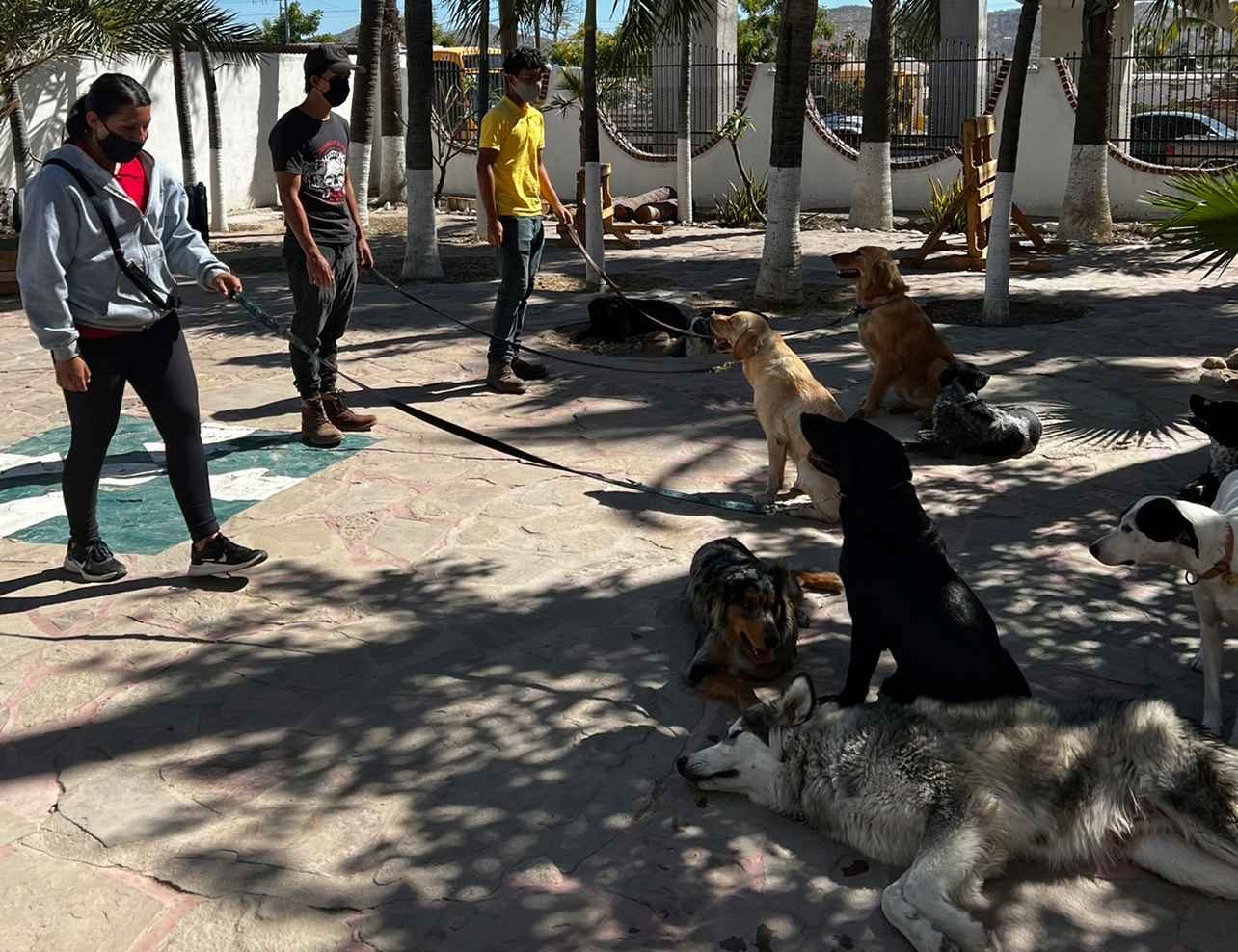 Training Club - curso de Adiestramiento canino - The Dog School