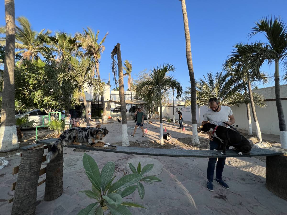 10 errores en el entrenamiento de perros - The Dog School