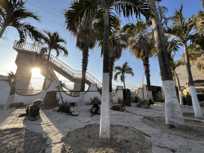 12 Consejos de Adiestramiento Canino - The Dog School